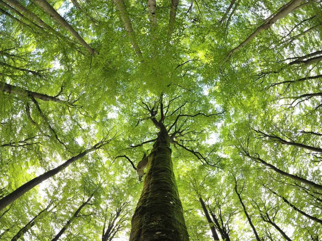 Электрическое дерево. Liminal Beech.