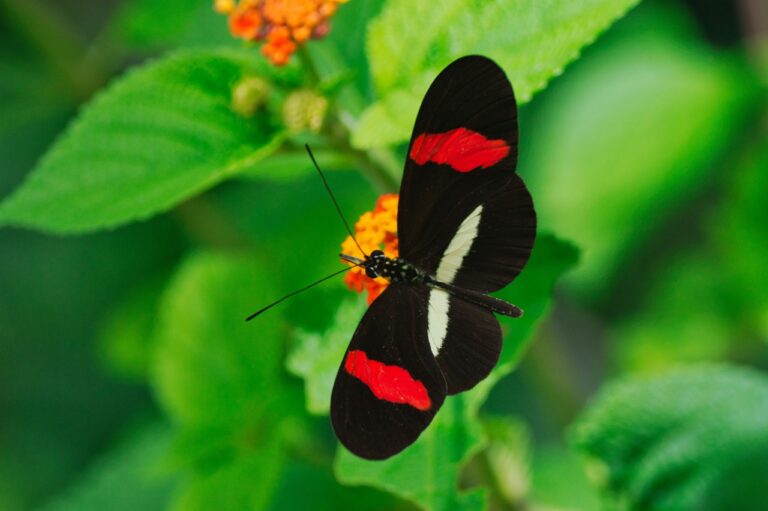 Costa Rica and Its Immense Variety of Butterflies That the World Also Enjoys