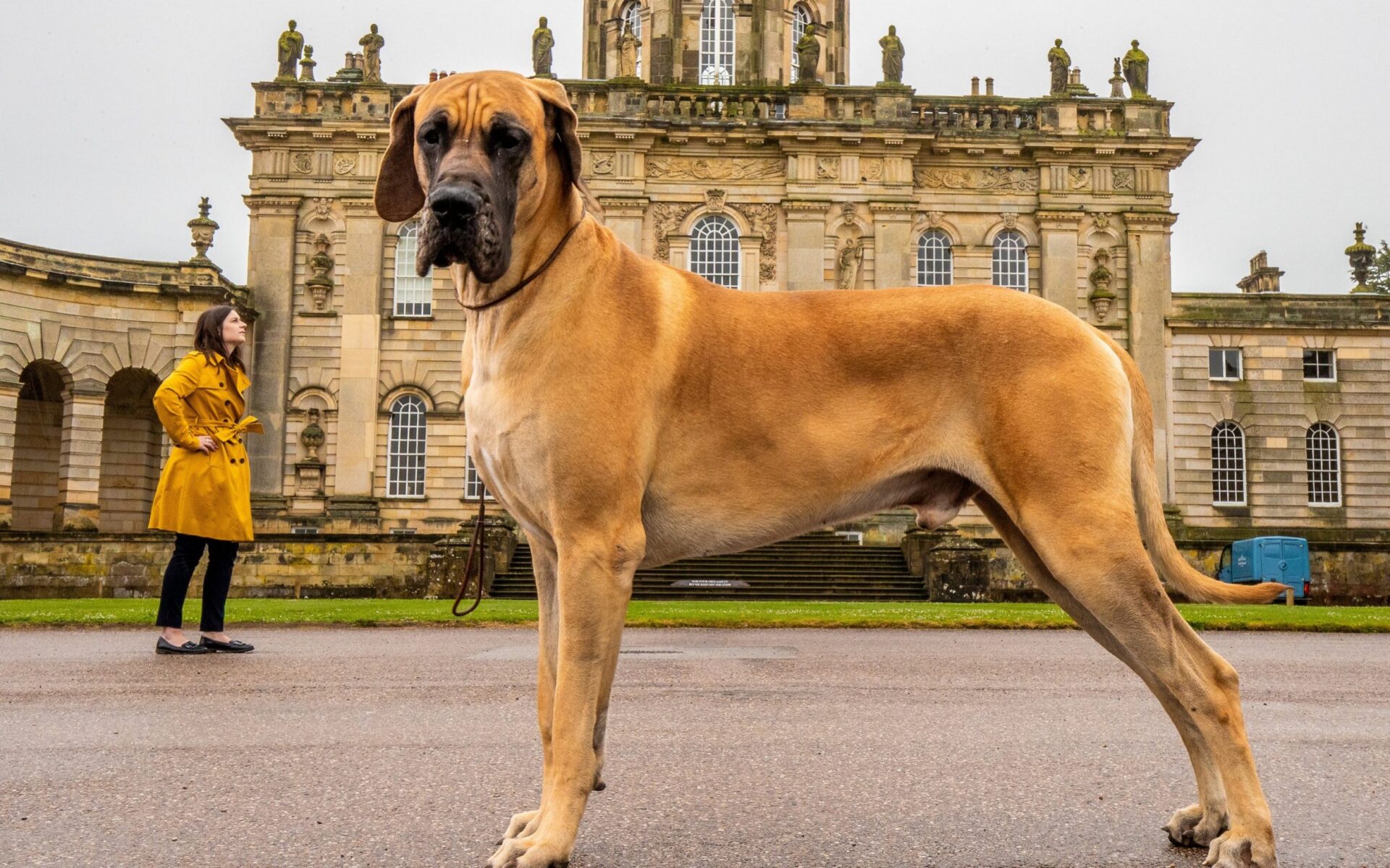 Pre-Winter Great Dane Super Adventure in San Jose - Vimarsana News