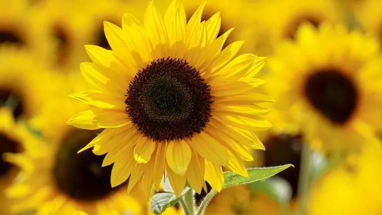 The Largest Field Of Sunflowers in the World: Costa Rica Will Shine With 1 Million Flowers