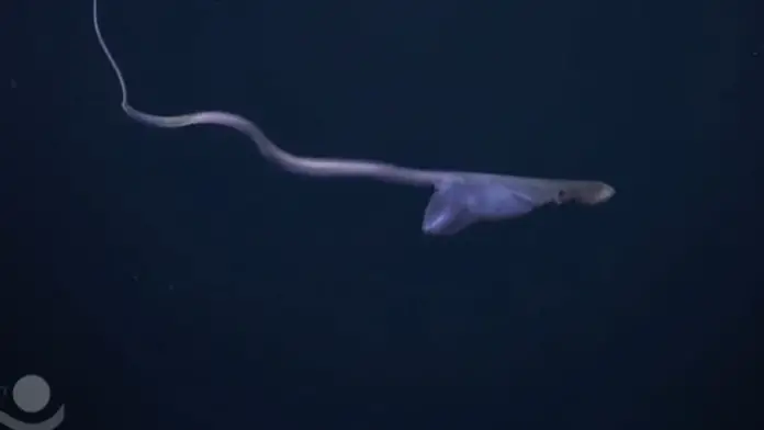 Biologists Find a Mysterious Creature in the Deep Waters of Costa Rica