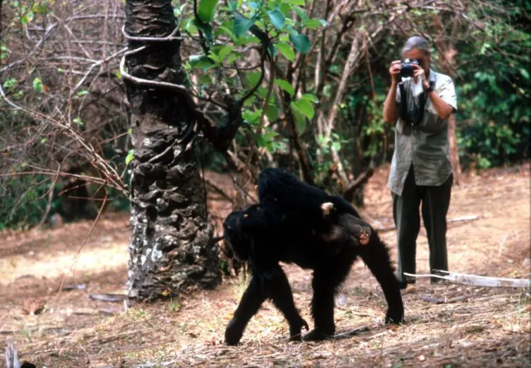 Chimpanzees