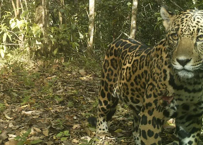 Coexistence between Wild Cats and Cattle Is Promoted in Costa Rica