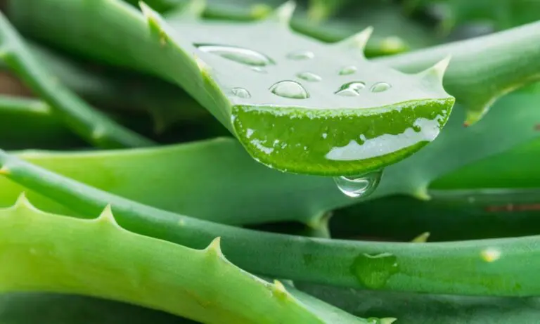 Aloe Vera