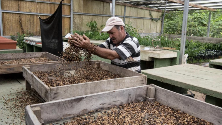 Costa Rica Keeps a Treasury of Seeds, in the Face of Climate or Food Crises, in Turrialba