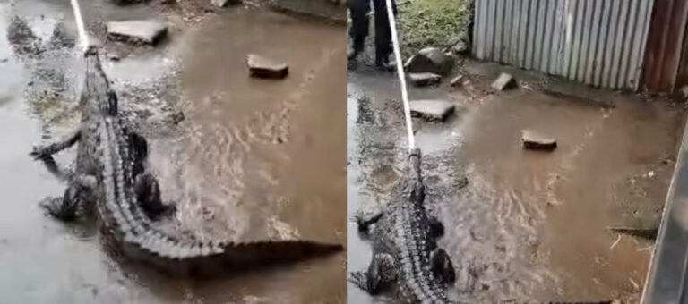 Is There An Overpopulation Of Crocodiles in the Country? This Past Wednesday One Entered a House in Puntarenas