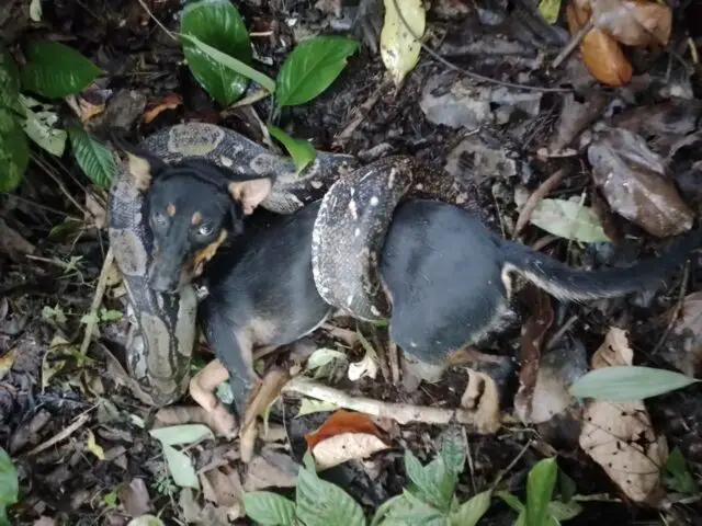 Take care in the jungle - Pet saftey in Costa Rica