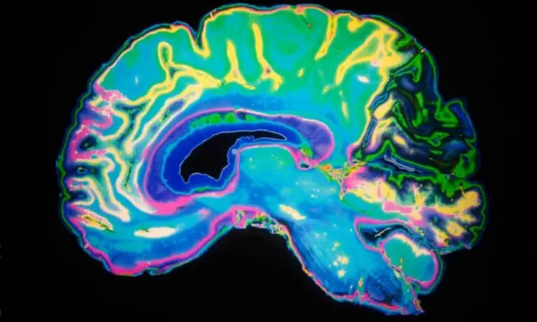 Ayahuasca and DMT: A Journey into the Universal Mind