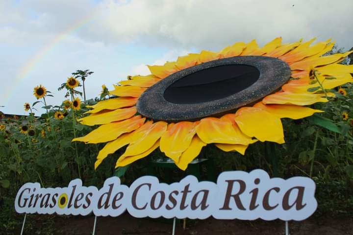 Like A Dream! This Is the Immense Sunflower Field In Costa Rica