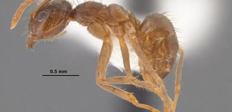 Recent Impact of the Crazy Ant: Animals Dying Blind and Damage in Forested Areas in Guanacaste, Warns Report