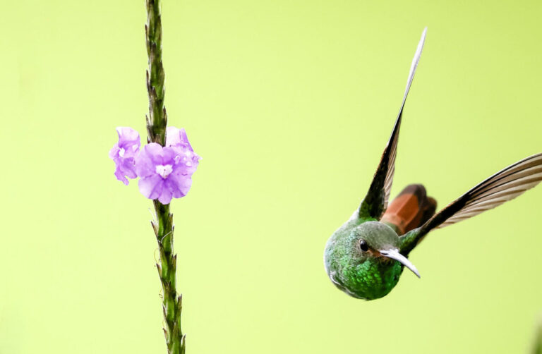 Southern Costa Rica, the Area That Is Home to Sanctuaries for Whales and Hundreds of Bird Species