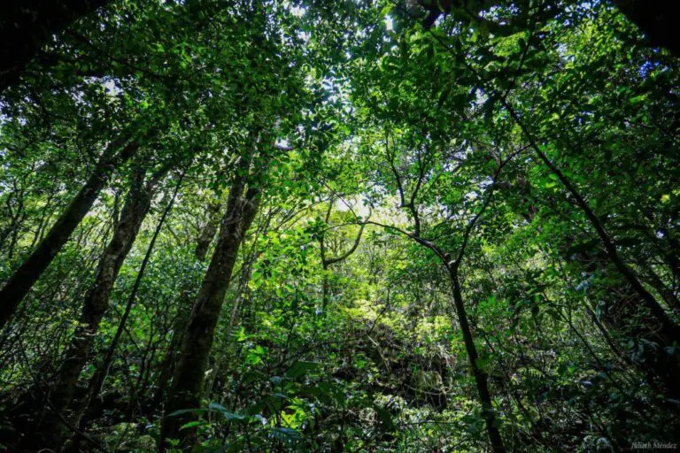 OECD Will Hold Its First Environmental Sustainability Summit in Costa Rica