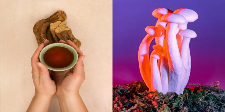 Ayahuasca or Psilocybin, Which is the Right One for You?