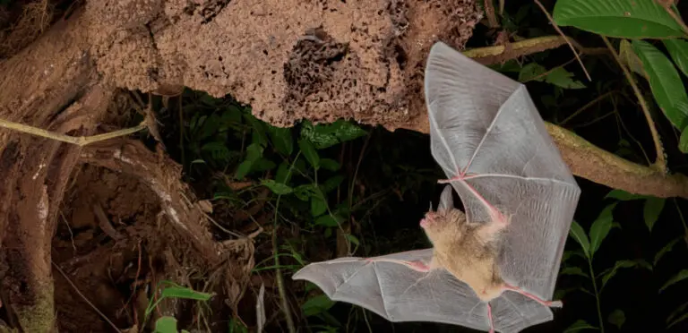Photo Taken in Costa Rica is a Finalist in the Natural History Museum of London Competition
