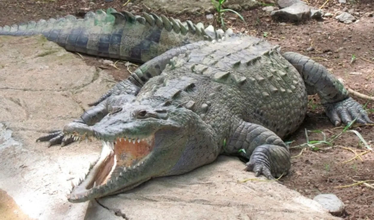 How to See Crocodiles when You Visit Costa Rica ⋆ The Costa Rica News