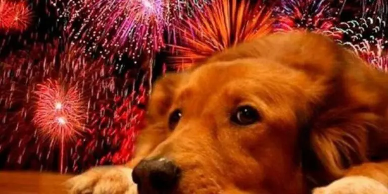 December in Costa Rica: Month of Fireworks and With Them Comes the Nightmare for Pets