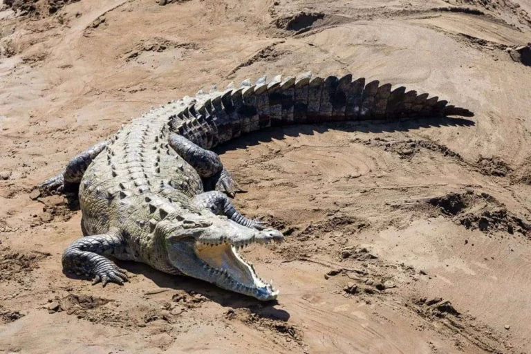 International Photographer Shows Captivating Images of the Tárcoles River Crocodiles