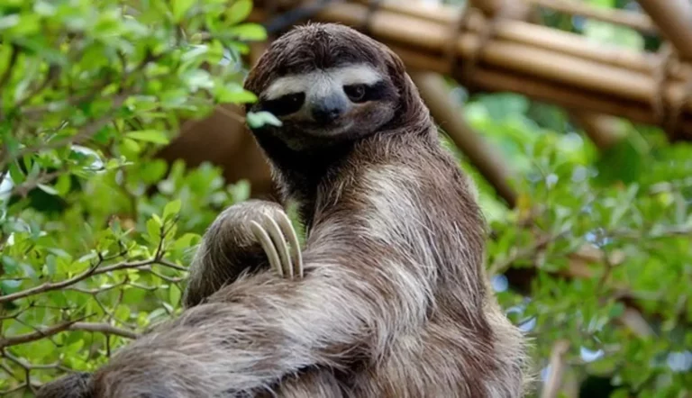 Sloths, Natural Symbols of Costa Rica, Their Fascinating Struggle for Survival