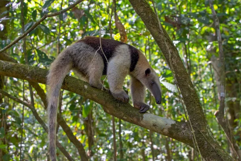 Corcovado