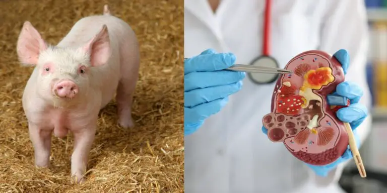 Scientists Propose Transplanting a Pig Kidney into a Human Fetus