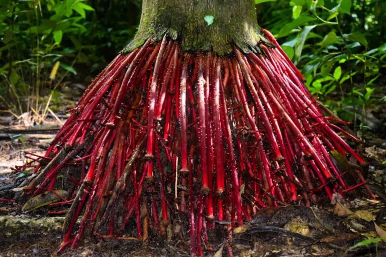 Why Amazonian Natural Medicine has become so Popular Worldwide