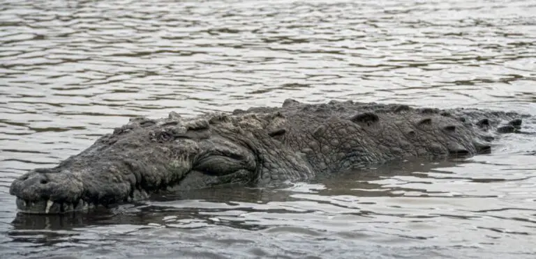 Crocodiles are in Nesting Season and Visitors Must be Careful in Costa Rican Rivers and Beaches