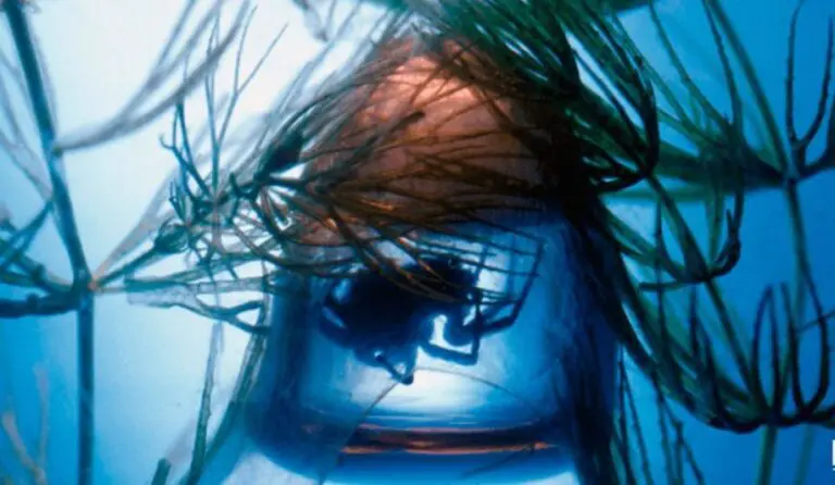 Fascinating Underwater Life of the Only Spider that Builds a Refuge under the Sea