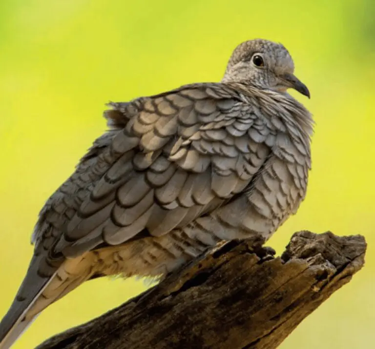 Bird Guide Determines Biological Wealth of Isla Caballo in Costa Rica