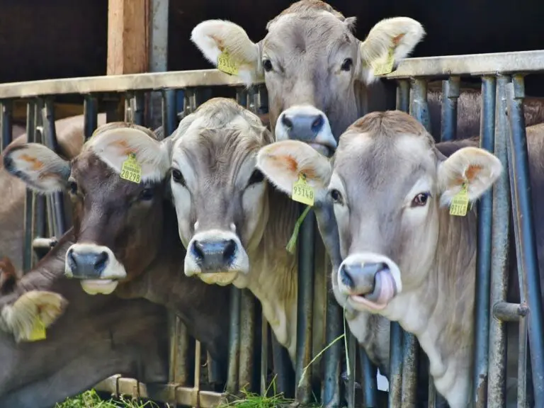 Costa Rican Livestock is a Pillar of the Country’s Environmental Sustainability