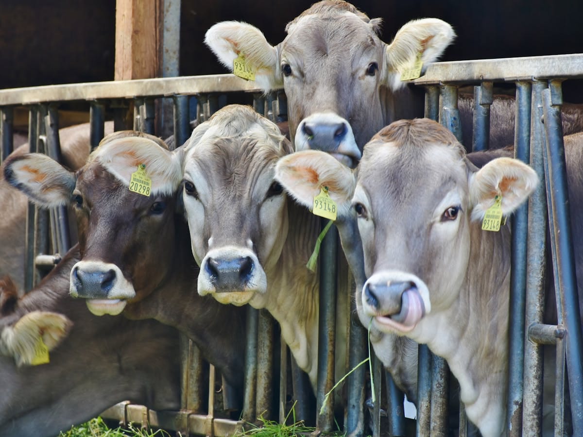 Costa Rican Sheep Costa Rican Livestock is a Pillar of the Country's Environmental ...
