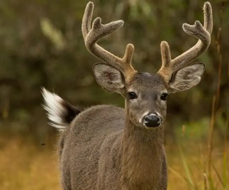 Deer