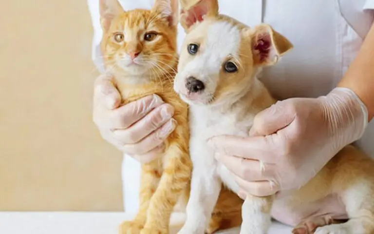 World Animal Sterilization Day: Know the Benefits of This Procedure for Your Pet