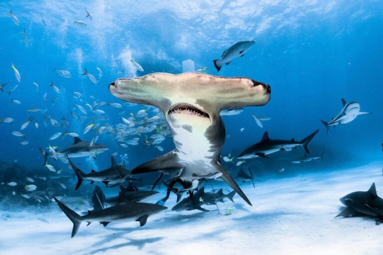 Costa Rica Will Continue the Fight to Preserve Hammerhead Sharks