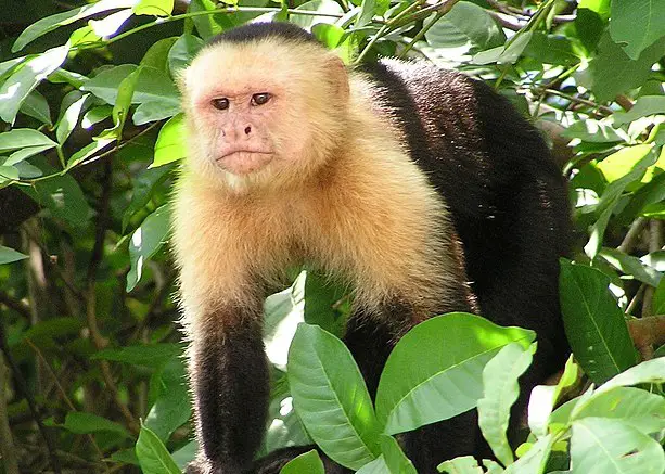 The Fascinating and Intelligent Capuchin Monkeys of Costa Rica
