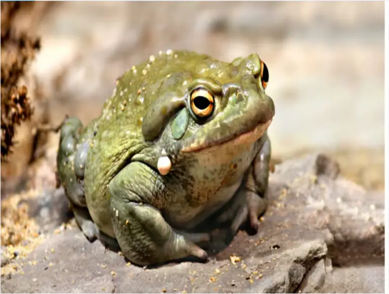 Hallucinogen from the Venom of the Bufo Toad Shows Potential for Treating Mental Disorders