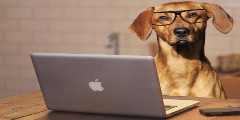 World “Take Your Dog to Work Day”: Benefits for Workplace Wellbeing