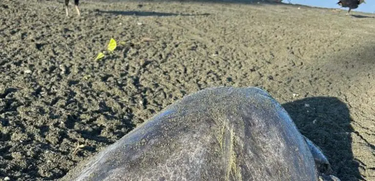 Costa Rican Animal Health Service Say: If Dogs that Butcher Turtles in the South Pacific Have Owners, They Will be Sanctioned