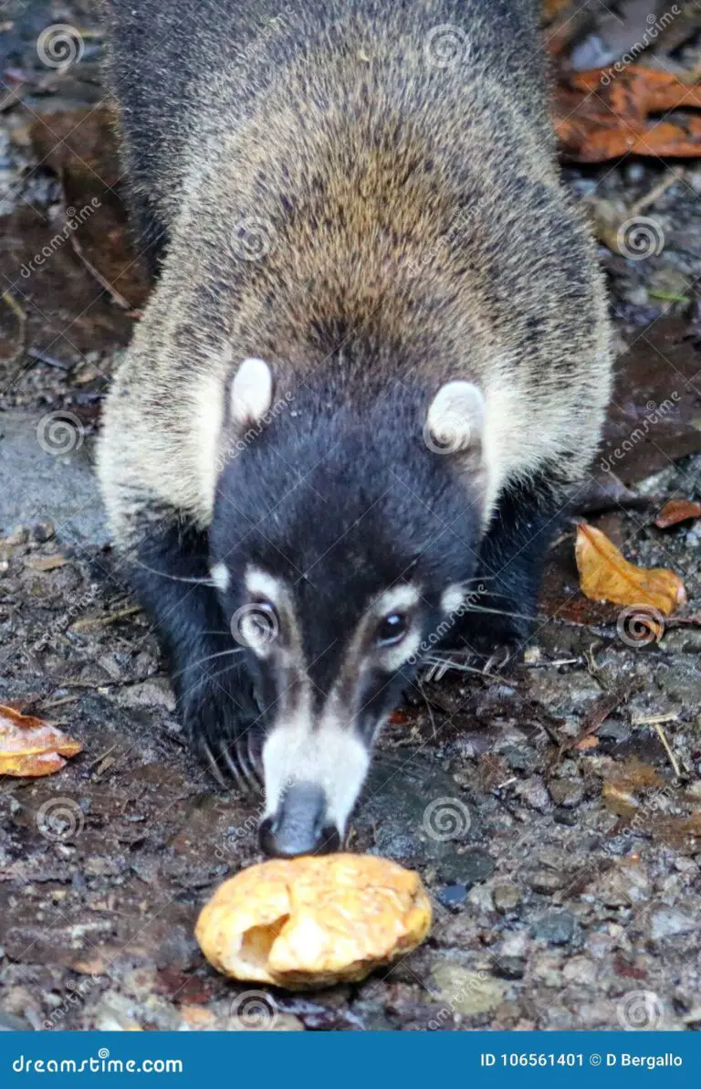 Focus on coatis: the raccoons of Central America