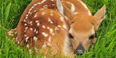 Get to know the “Bambi” of Costa Rica: White-tailed Deer