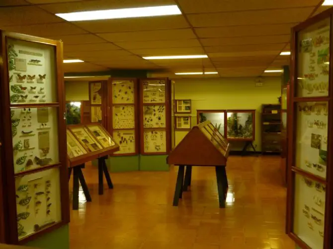 The Insect Museum of Costa Rica, a Must-Visit When You’re in San José