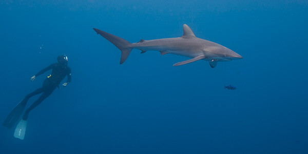 Sharks in Costa Rica: Importance and Threats