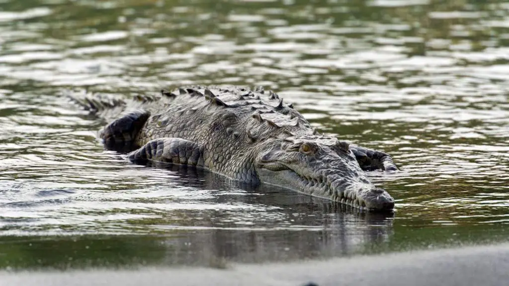 Congressman Proposes Regulated Crocodile Hunting in Costa Rica to ...