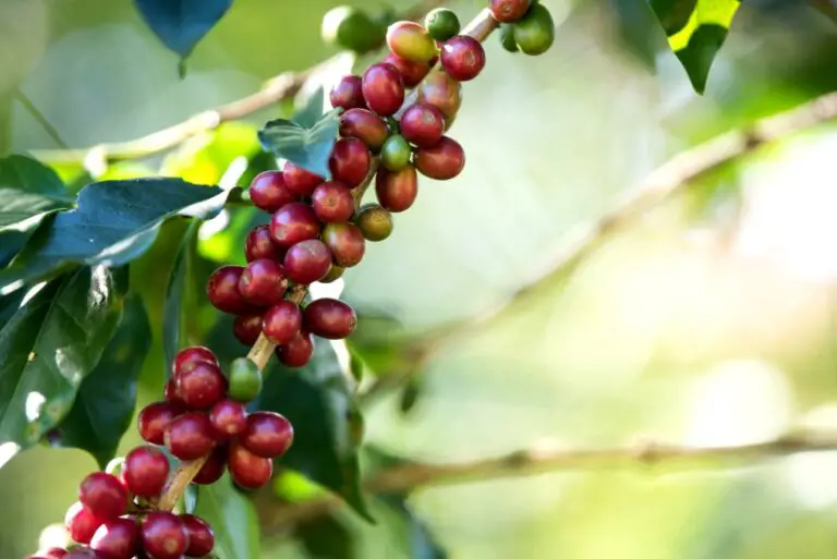 Coffee + Zero Deforestation: The New Differentiator of Costa Rican Coffee