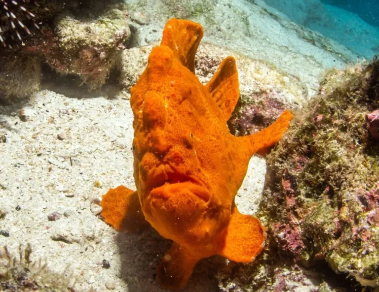 Cocos Island Costa Rica: A Natural Global Treasure