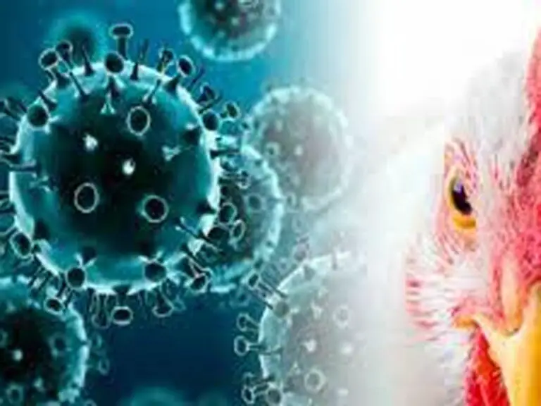 Pan American Health Organization Launches Interactive Dashboard on Avian Influenza in The Americas