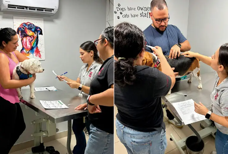 What is the Nutritional Condition of Our Pets in Costa Rica?