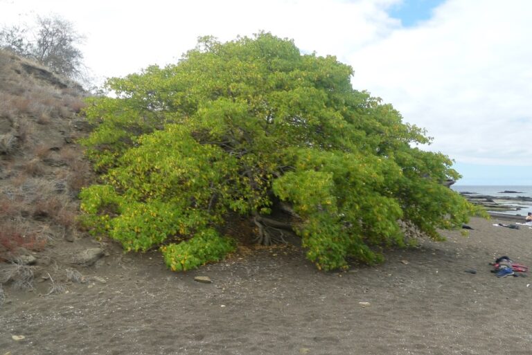 The Manzanillo Tree: Common on Costa Rican Beaches, Be Very Careful With Its Poison