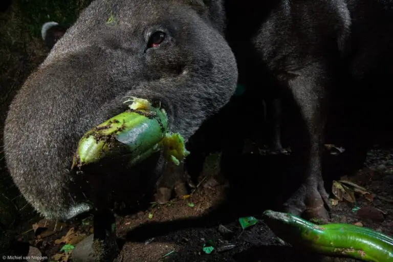 The Story of an Endangered Symbiosis in a Land Between the Volcanoes of Costa Ricas