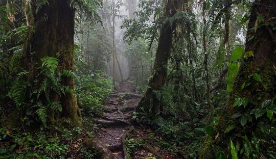 Santa Elena Cloud Forest Reserve: A Jewel of Biodiversity in Costa Rica