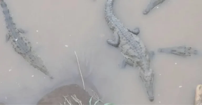 Crocodiles Will Be Monitored with Drones to Count Population and their Relationship with Communities in Costa Rican Rivers